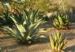         ,            (Agave)        (tequila),       !         