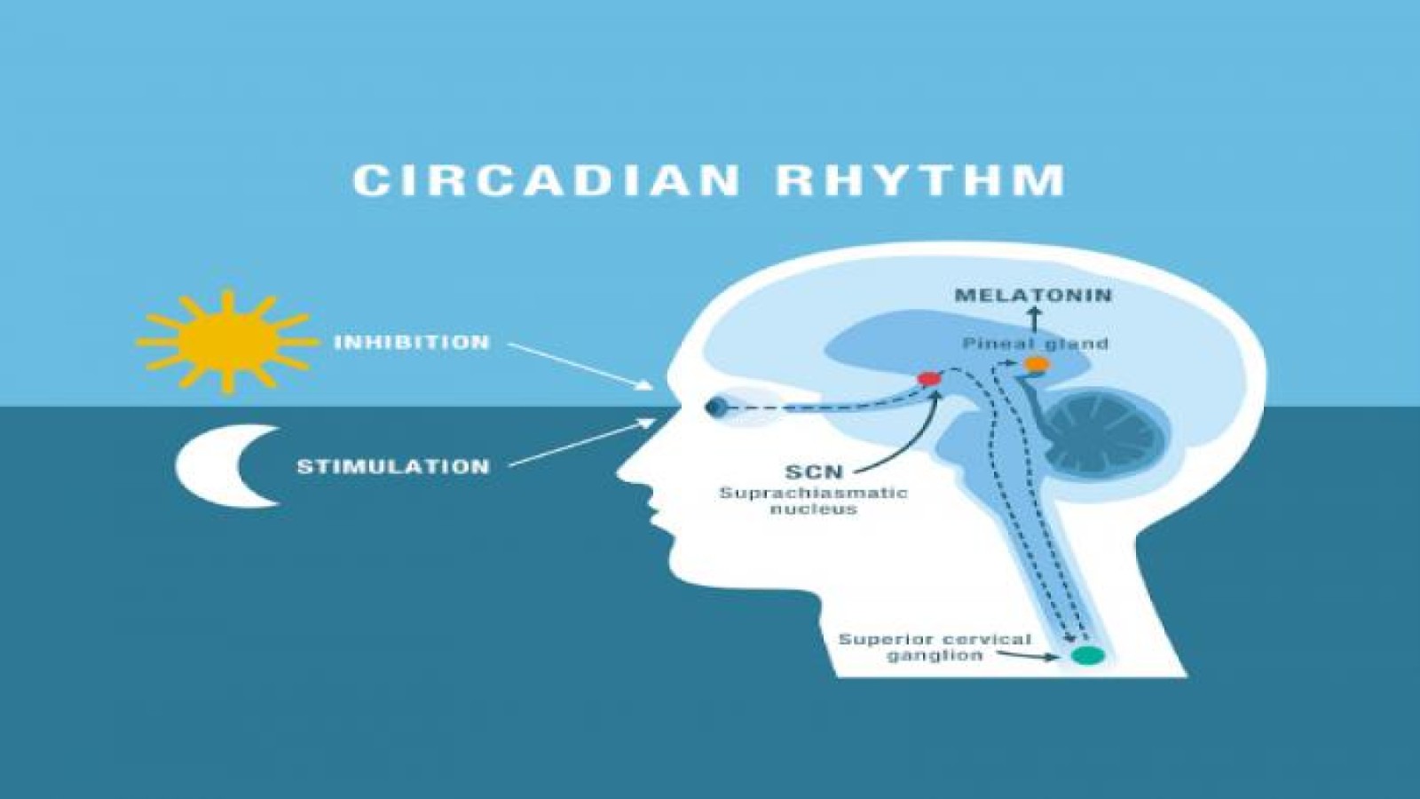 Απολογισμός ημερίδας «Φως & Υγεία: Η χρονοβιολογική επίδραση του φωτισμού».
