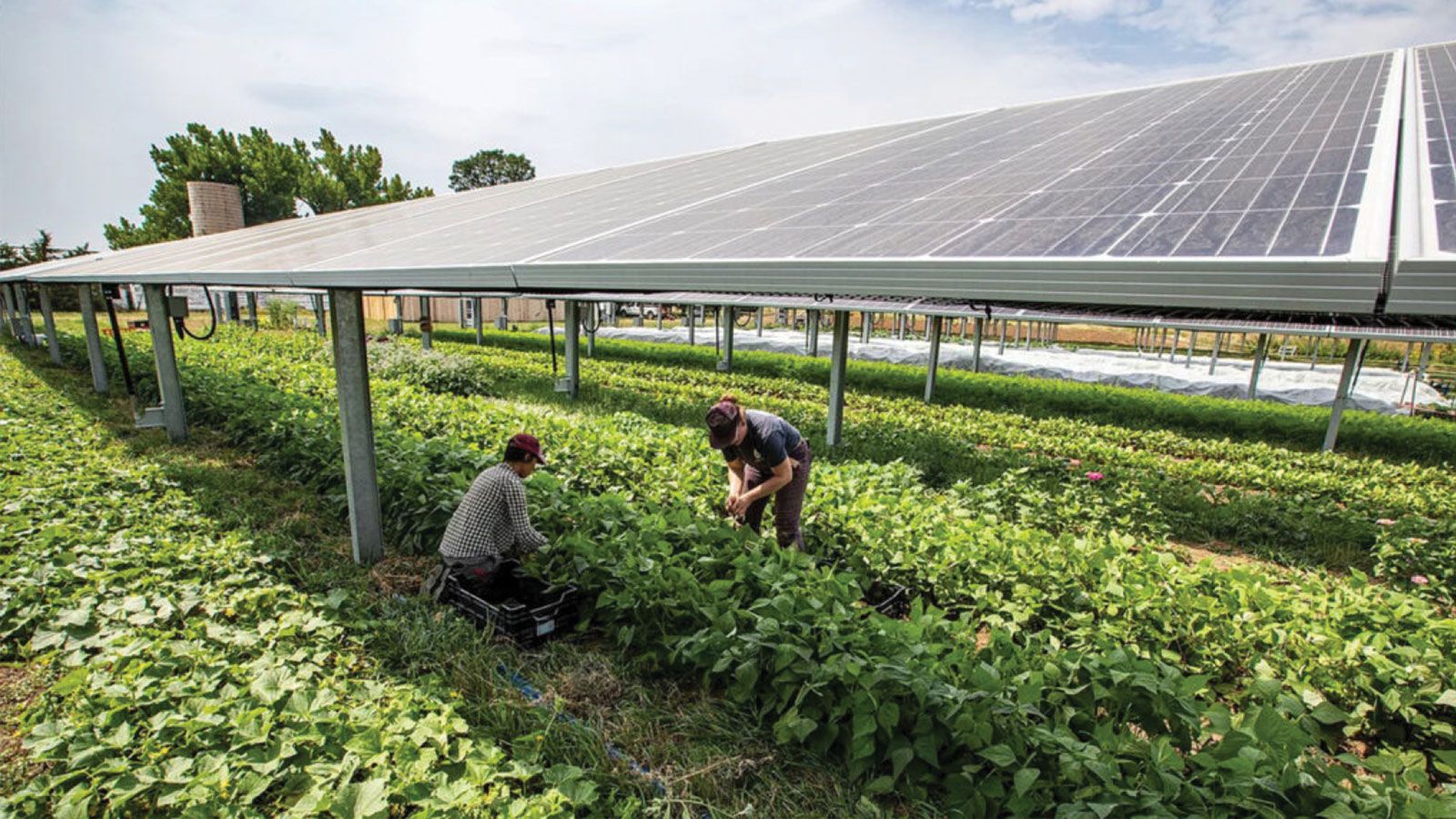 Αγροτικά Φωτοβολταϊκά: Οδηγός για εγκατάσταση, επιδοτήσεις και οικονομικό όφελος 