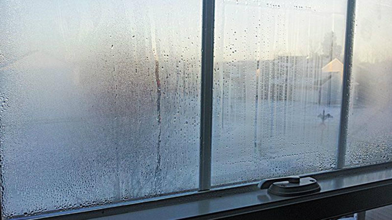 Διώχνουν τη μούχλα και καθαρίζουν τον αέρα  