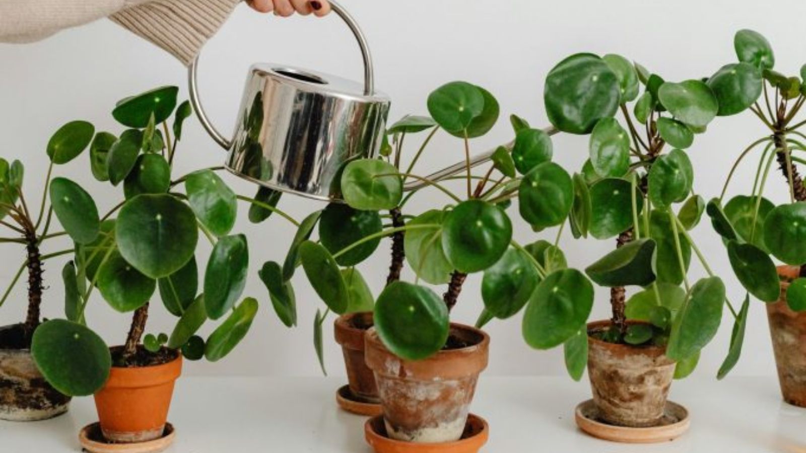 Νερό αφυγραντήρα: Γιατί δεν πρέπει να το πετάμε; 