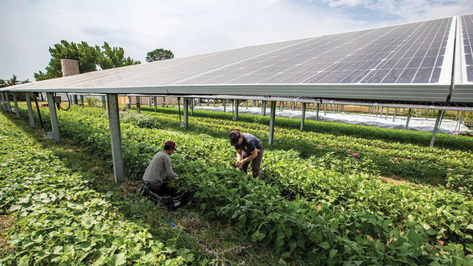 Αγροτικά Φωτοβολταϊκά: Οδηγός για εγκατάσταση, επιδοτήσεις και οικονομικό όφελος  