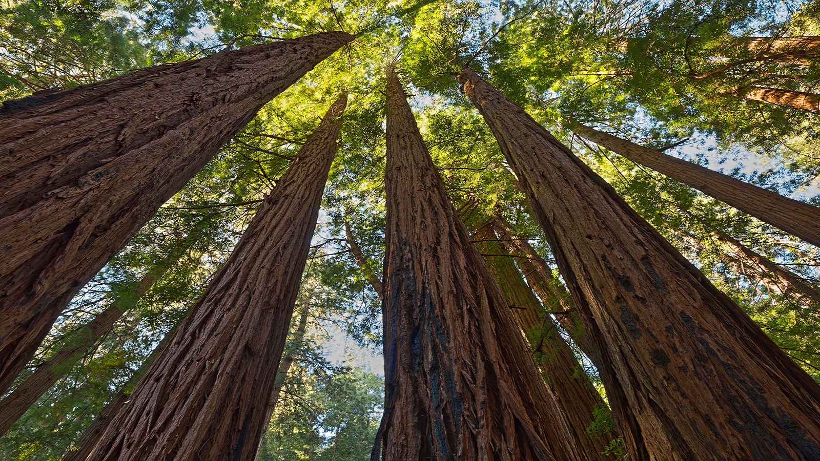 ΕΛΕΑΒΙΟΜ: Δάση και βιοενέργεια μπορούν να λειτουργήσουν μαζί 