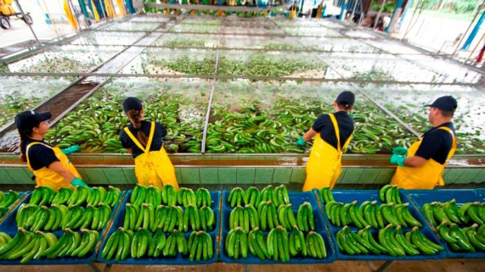 Chiquita: Πρωτοβουλίες περιορισμού κατανάλωσης νερού
