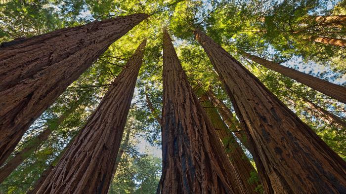 ΕΛΕΑΒΙΟΜ: Δάση και βιοενέργεια μπορούν να λειτουργήσουν μαζί