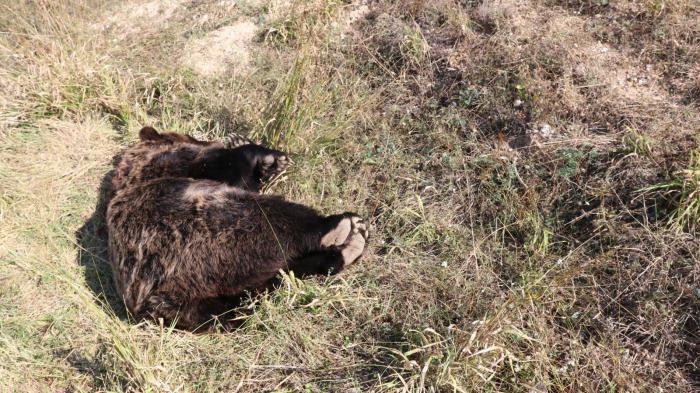 Είναι γνωστό ότι η καφέ αρκούδα αποτελεί είδος που προστατεύεται αυστηρά από την εθνική και την ενωσιακή νομοθεσία,