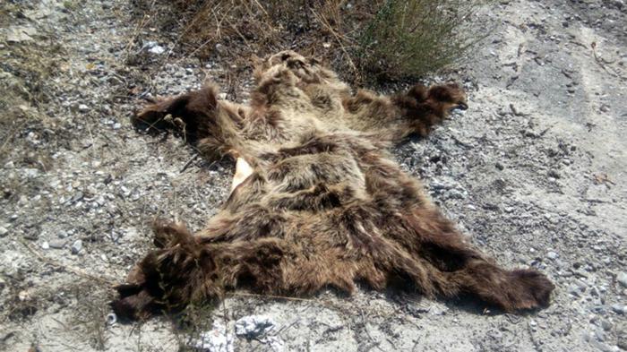 Κατεργασμένο δέρμα αρκούδας βρέθηκε κοντά στον Αλιάκμονα
