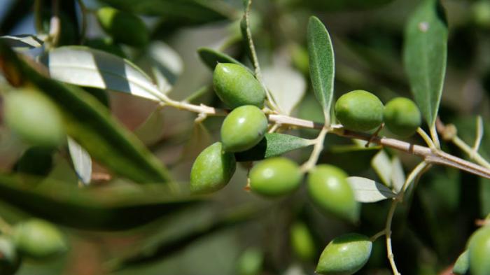 Η κλιματική αλλαγή προκαλεί σοβαρές ζημιές στις ελιές της Ιταλίας Η κλιματική αλλαγή προκαλεί σοβαρές ζημιές στις ελιές της Ιταλίας