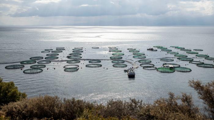 «Bluefarming in the European Green Deal: το όραμα για μία βιώσιμη παραγωγή και κατανάλωση ψαριών υδατοκαλλιέργειας στην Ευρωπαϊκή Ένωση». 