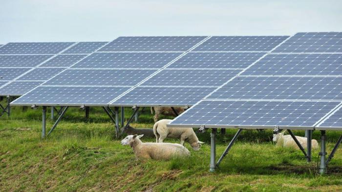 Γιατί τα... πρόβατα φυλάνε τα φωτοβολταϊκά στην Αμερική